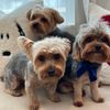 yorkiefamily3