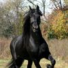 user9401129142793