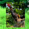 🐓NayGyi🐓RoosterFarm🇲🇲🇯🇵