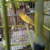 binacanary