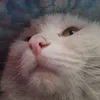 kat100968