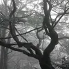 seydjyraakashi
