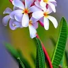 jasmineflowers302