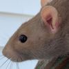 generalratto