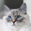 freya_siberian_cat