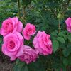 gaa_654
