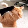 lindotiktok.coww.com