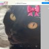 kitty_my_coquette_cat