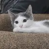 toobying78