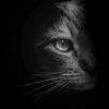 Gato🖤