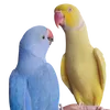 indianringneckparrotph