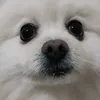 snorlok.o.gato