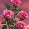 rohaniarshadd