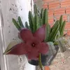 pedro.luiz.emilly