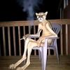 lightthighs