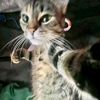 bellaco_gato