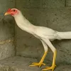 galano07