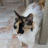 crazycat7832