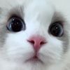 daizursyd