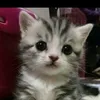 kamilya_155