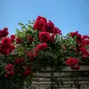 souhayla_50