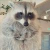 avocuddleraccoon