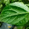 dragon_fly378