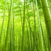 specialbambooo