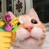 Sắp Rớt Tốt Nghiệp