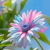 lyly7131