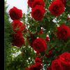 flower_rose1212
