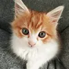 luffybillu