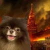 dolratta