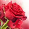 glendaahleli