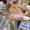 izumi_cats