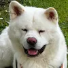 pakkun_akita_inu