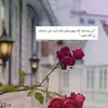 user1143623817152