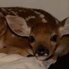 staarsuunn