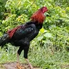 rodrigozacariasde6