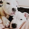twinpibbles