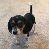 baileythebeagle19