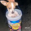 soydiegg