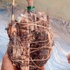 babafoulani