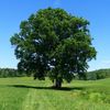 treeee463