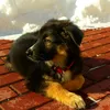 hunde.familie60