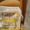 bananedda2