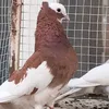 nyazazad5