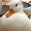 duck_man29