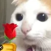 luciano_0303