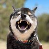shiba_jiro3